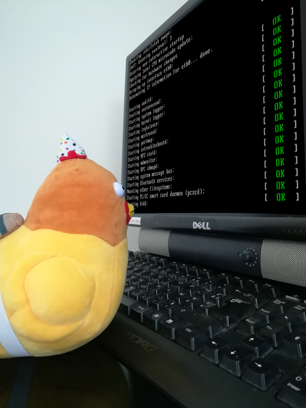 Our chicken are working on the site